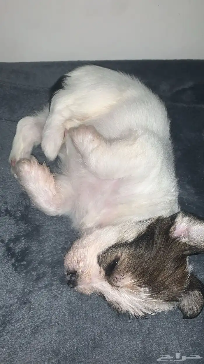 جرو مالتيز مكس41 يوم 1