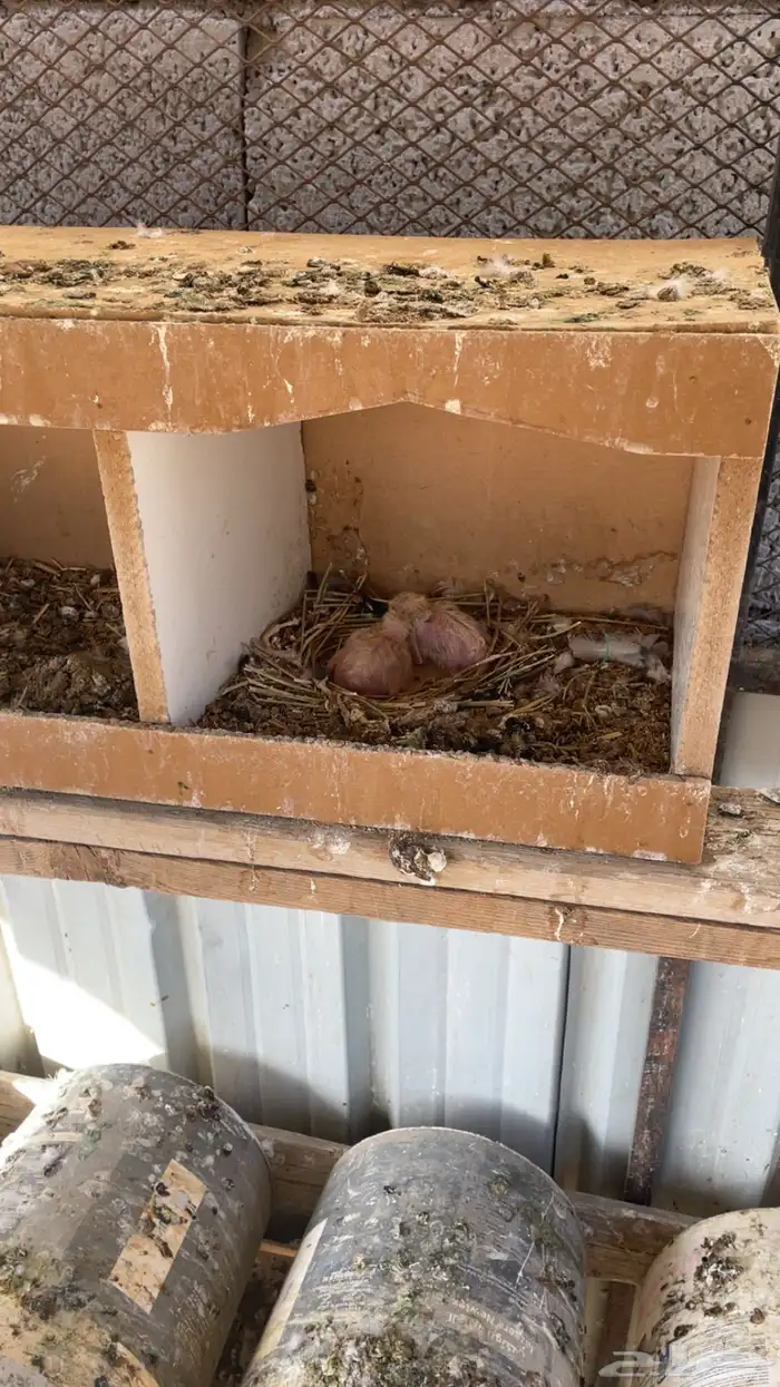 ماشاءالله تبارك الله للبيع قطايف معاريف 10