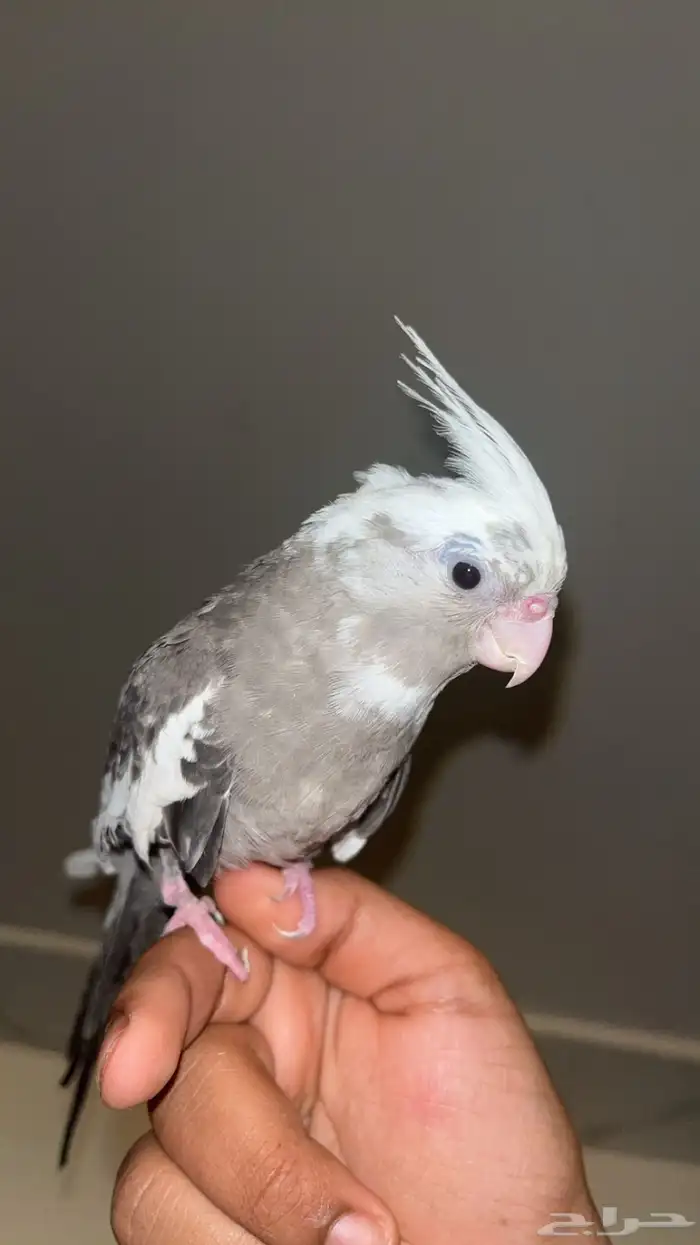 فرخ كروان. البيع سمح 0