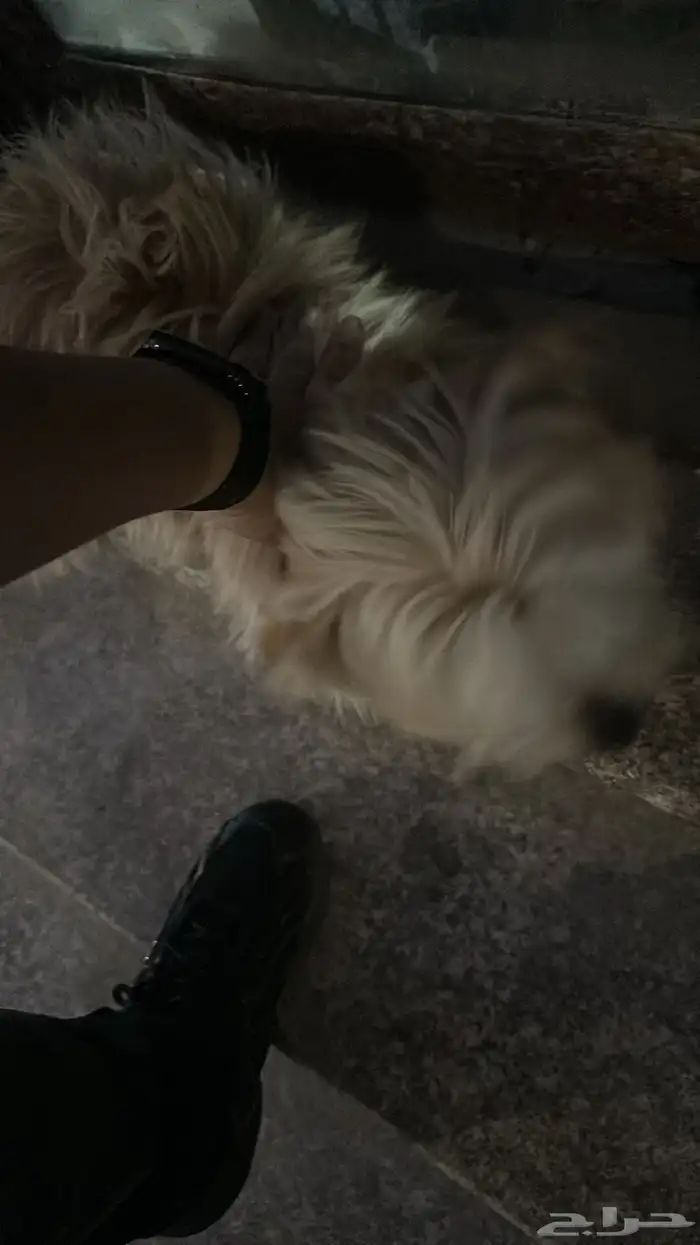 كلب من نوع مالتيز   لعوبة وحبوب 2