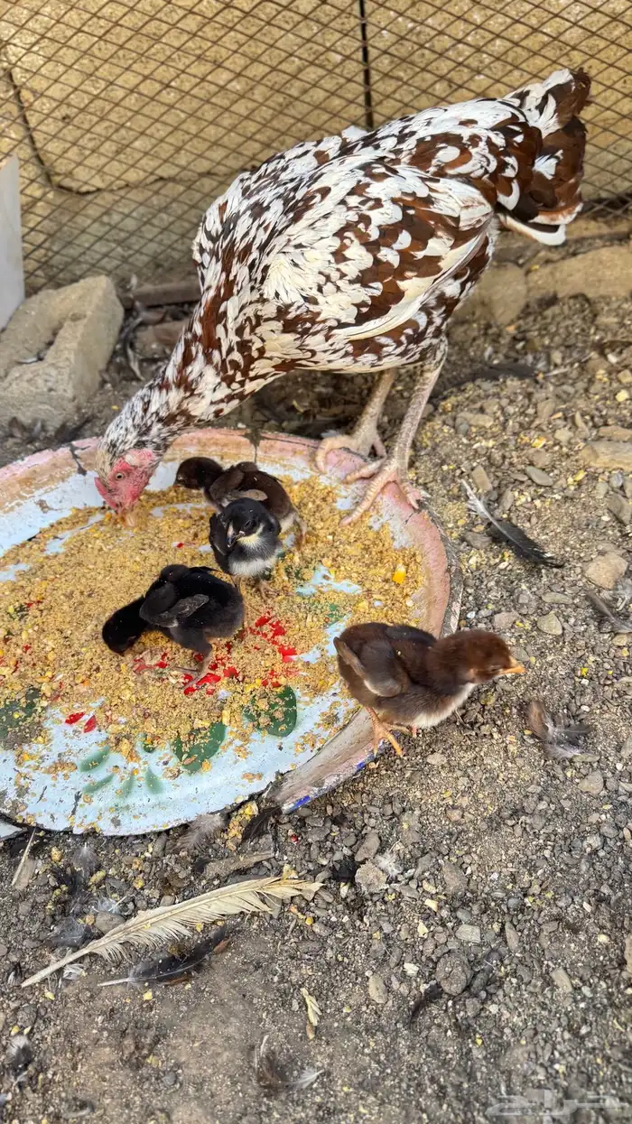 دجاج باكستاني سندي 1