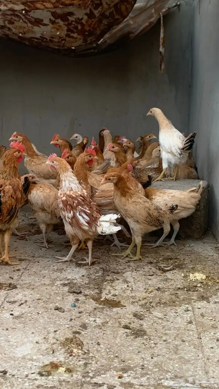 دجاج بلدي عمر من ثلاثه إلى اربعه اشهر 4