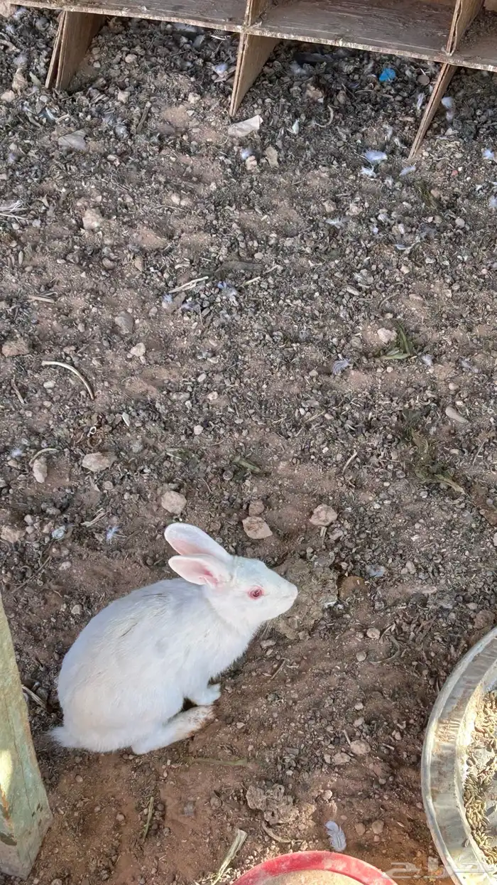 ارنب قرنسي العدد فوق 20 4