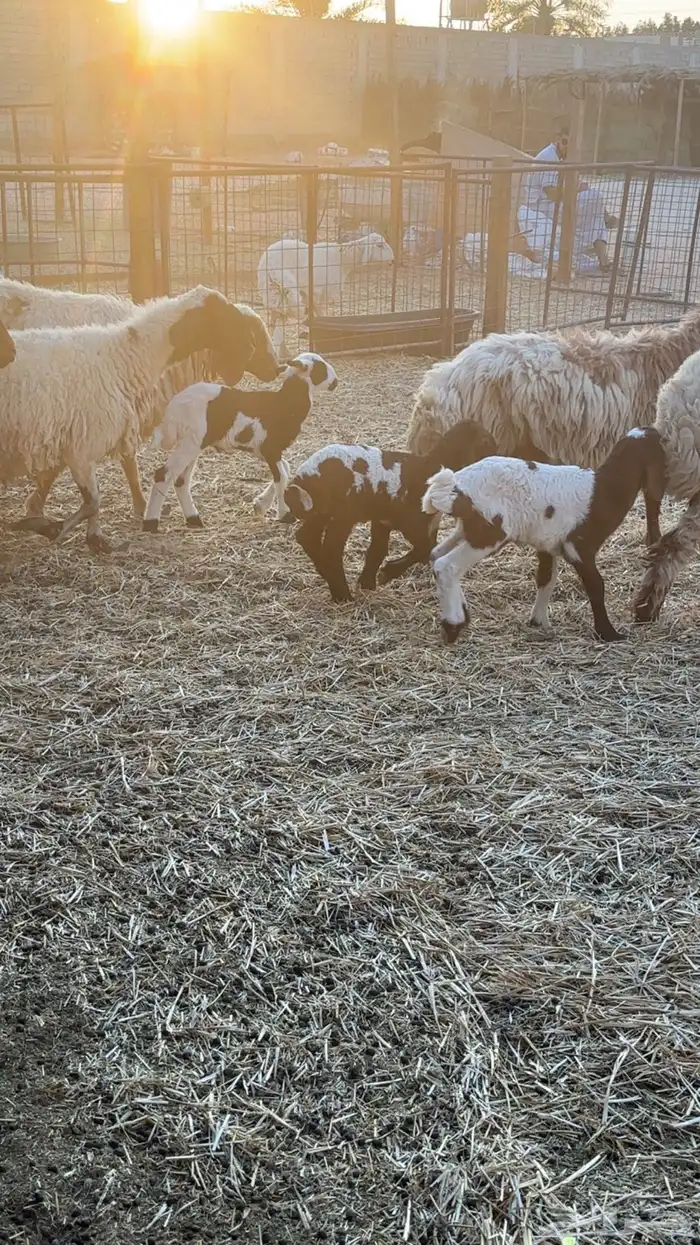 نعيم مواليد 0