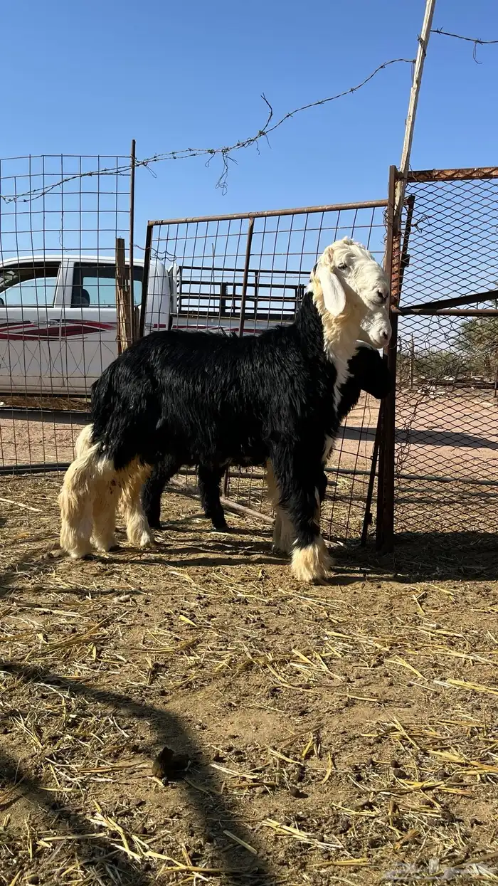 خرفان نجد ذبائح 0