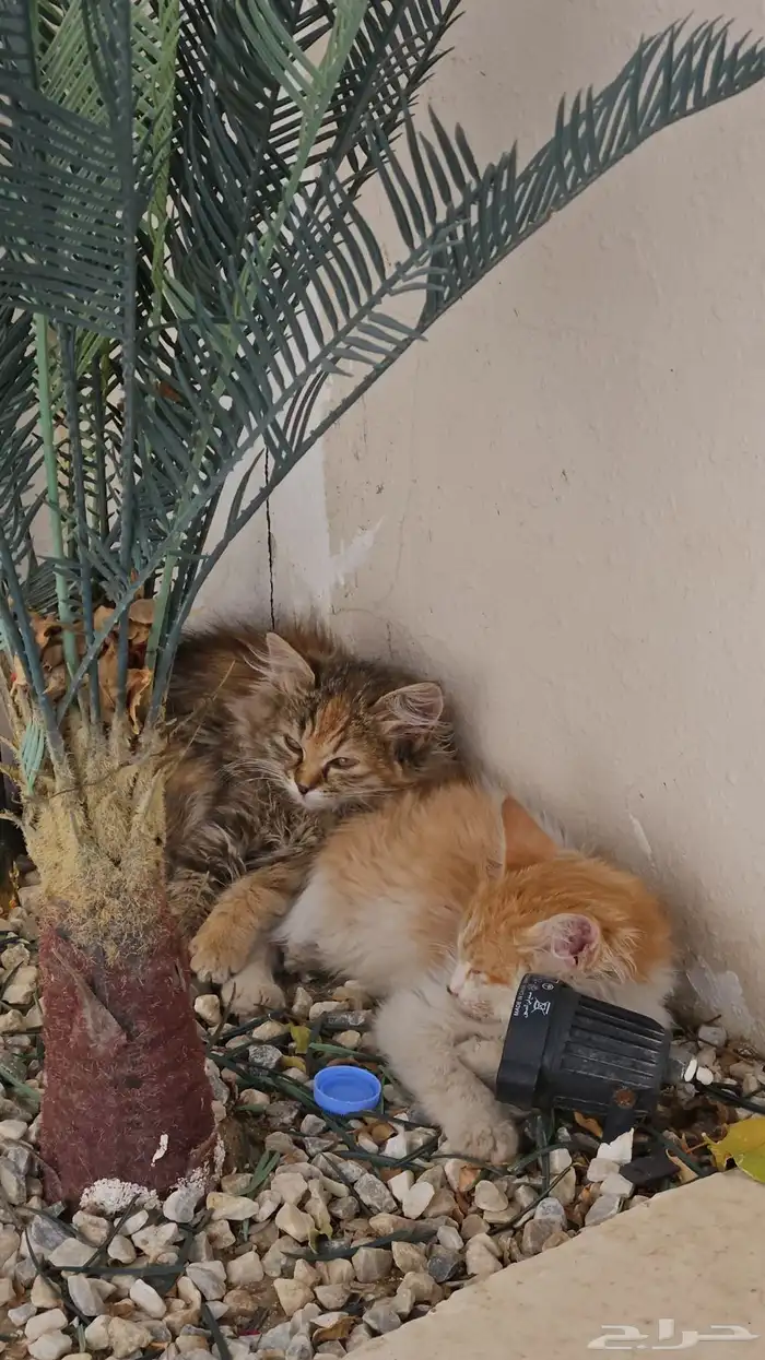 قطط للتبني 5