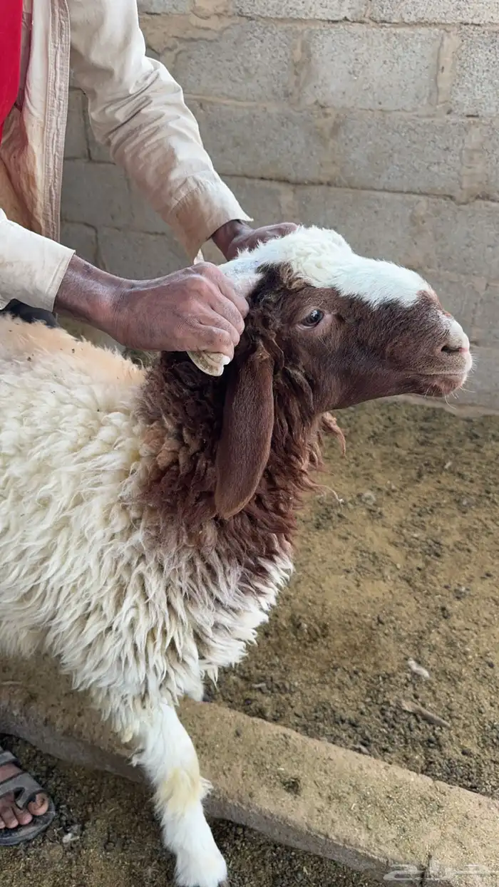 خرفان نعيم للبيع 4