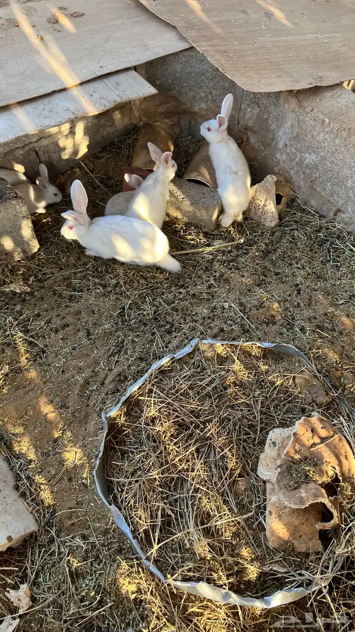 ارانب فرنسية 6