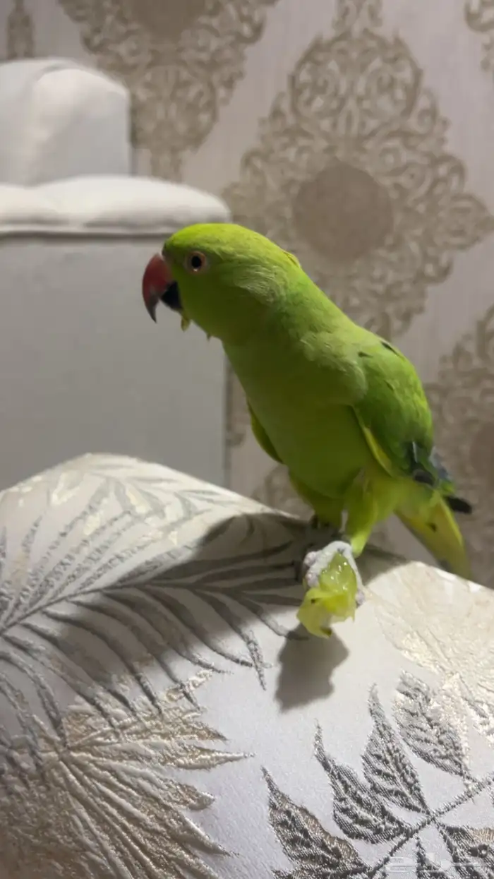 ببغاء دره متكلم 3