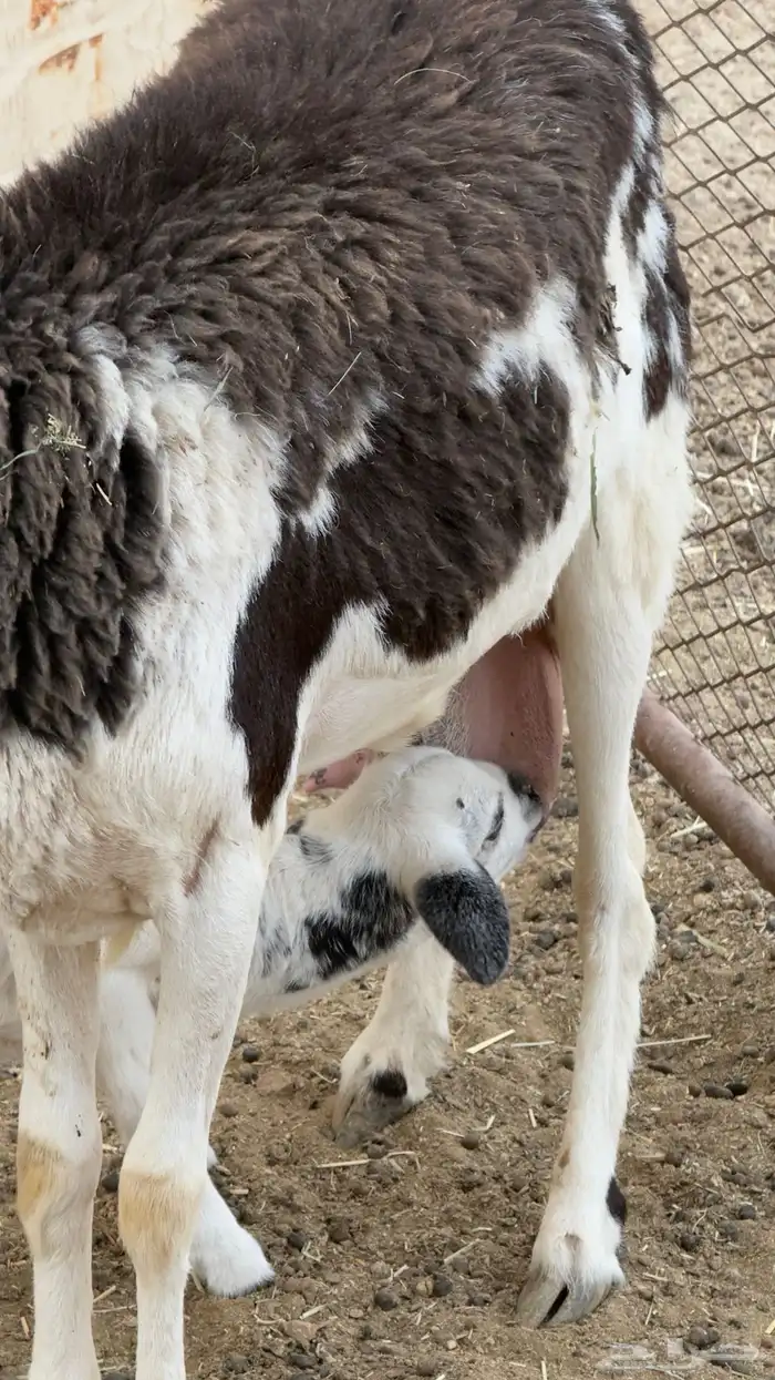 جذعه عليها طلي 1