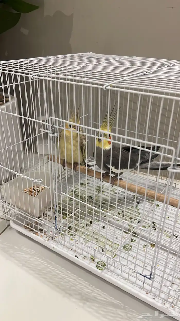 جوز كروان للبيع 1