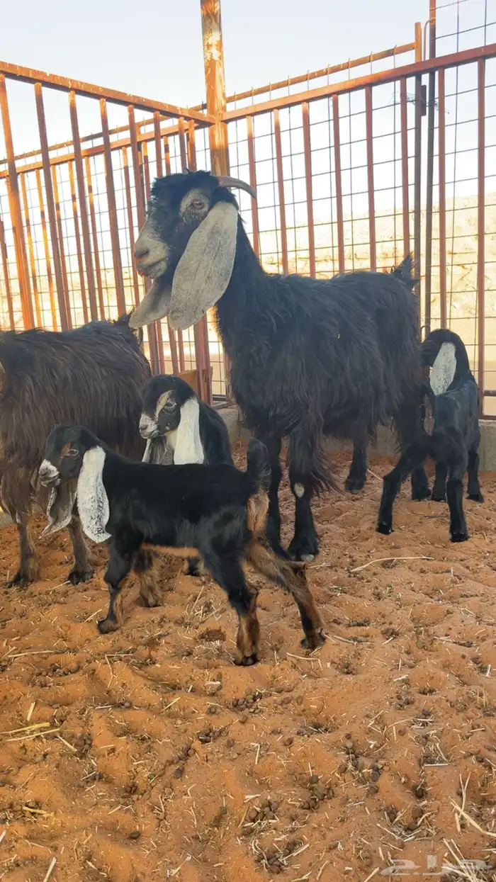 معزا خلفات عدد 2 تحتهن 4 3