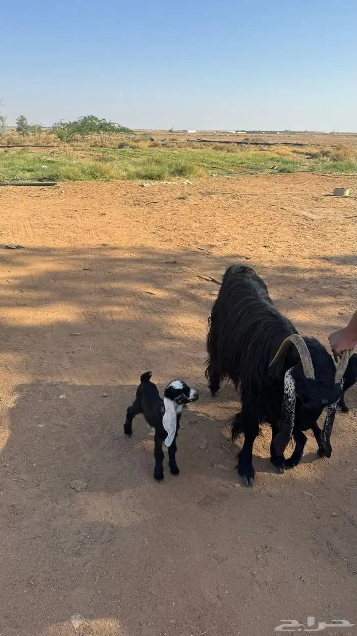 عنز والد معها ثلاث جفار روم وسلم شرط 3