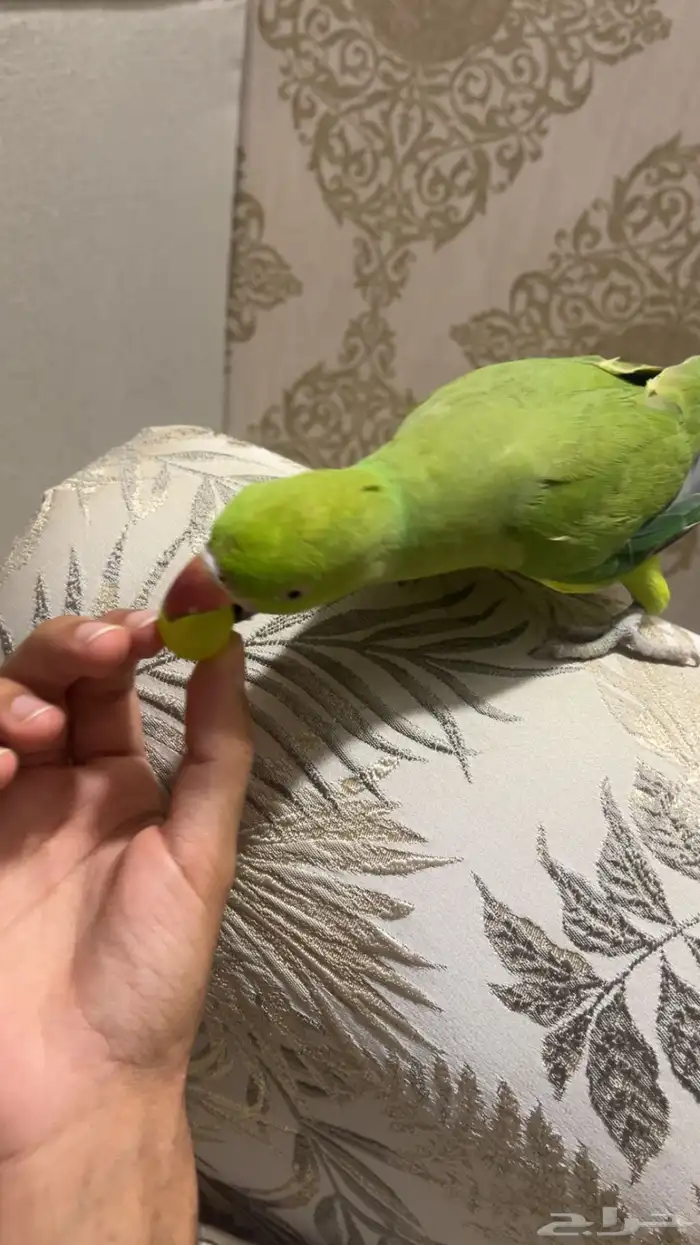 ببغاء دره متكلم 4