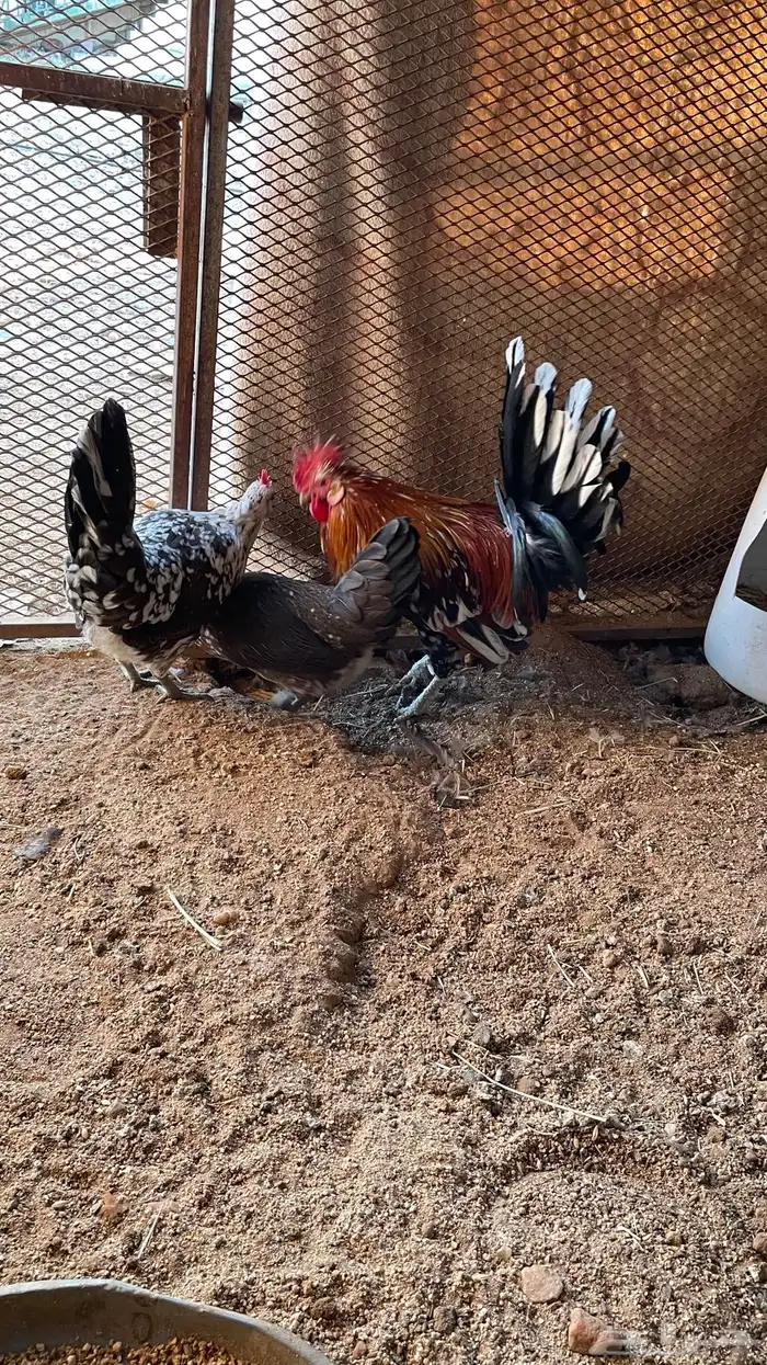 دجاج ماكنتوش دم صافي سلاله صافيه 14