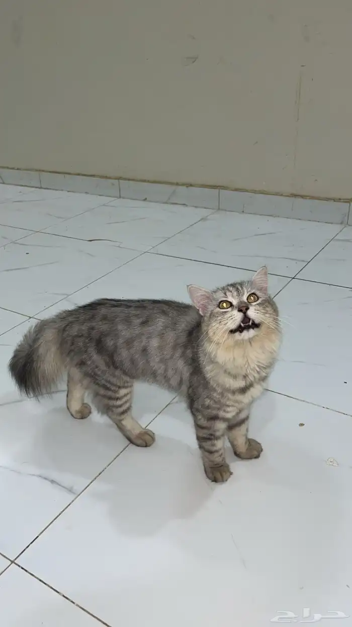 (قط) ذكر للبيع الحد واصل 150 0