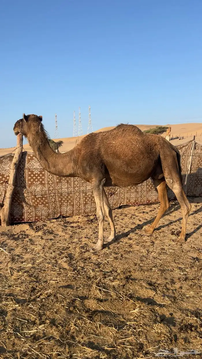 نياق ملاقي للبيع 1