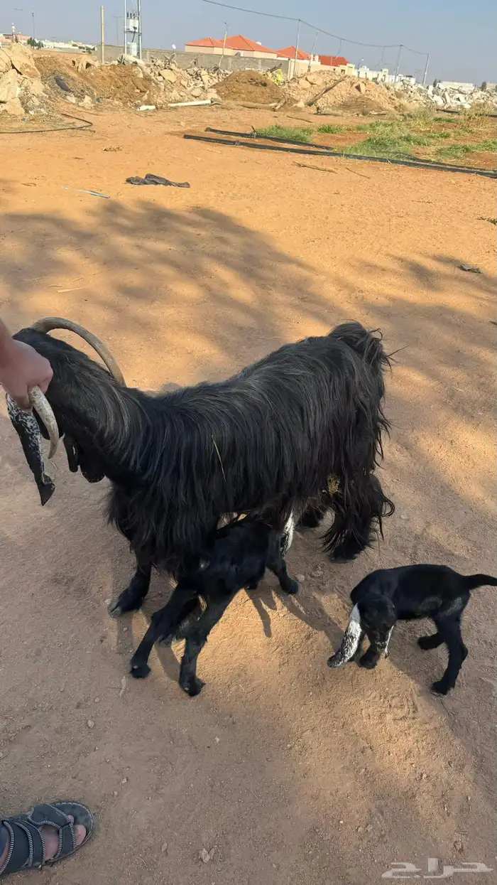 عنز والد معها ثلاث جفار روم وسلم شرط 2