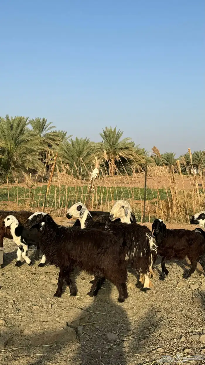 نعاج للبيع 0