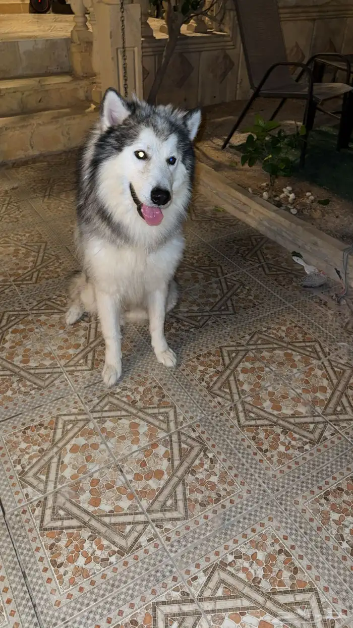 كلب ألاسكا مالاموت للبيع 2