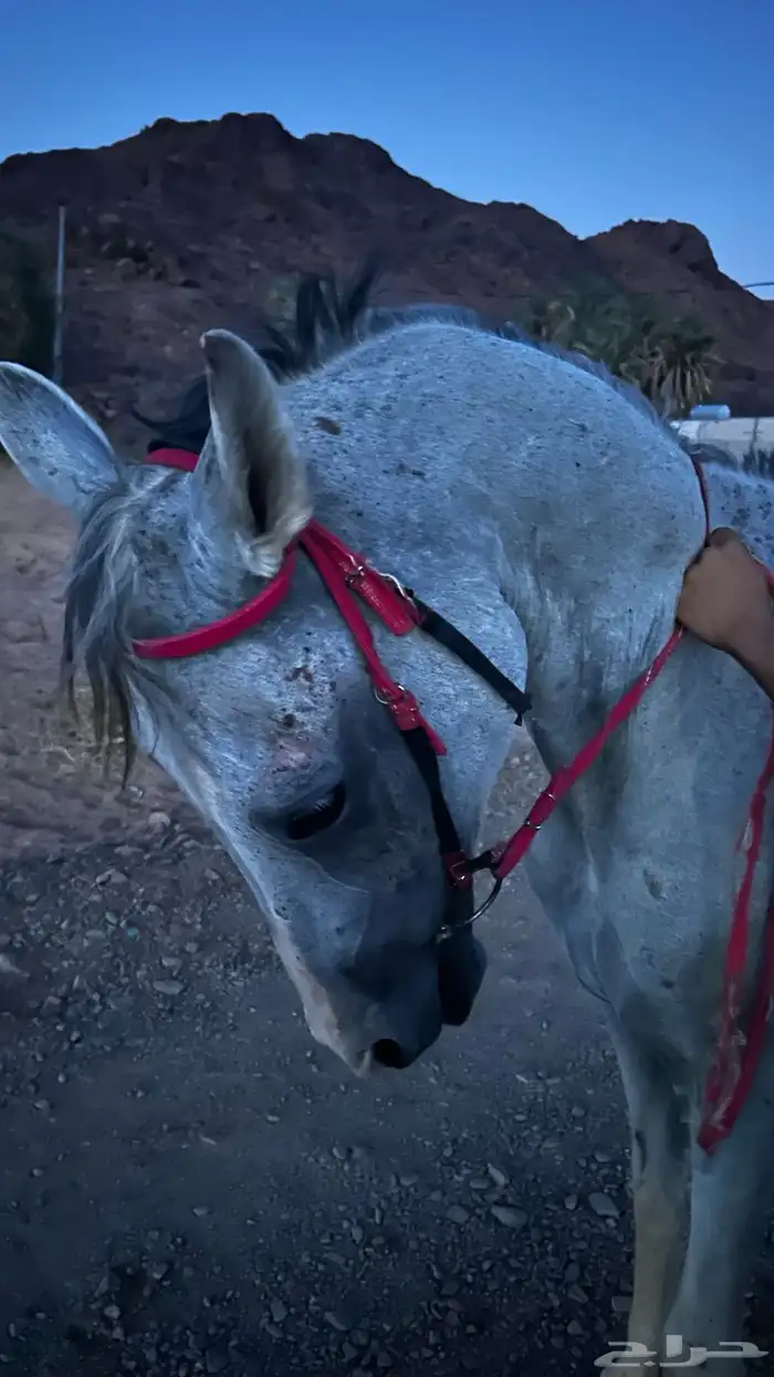 خيل للبيع الي يبيه ل الشتويه لا يفوته 1