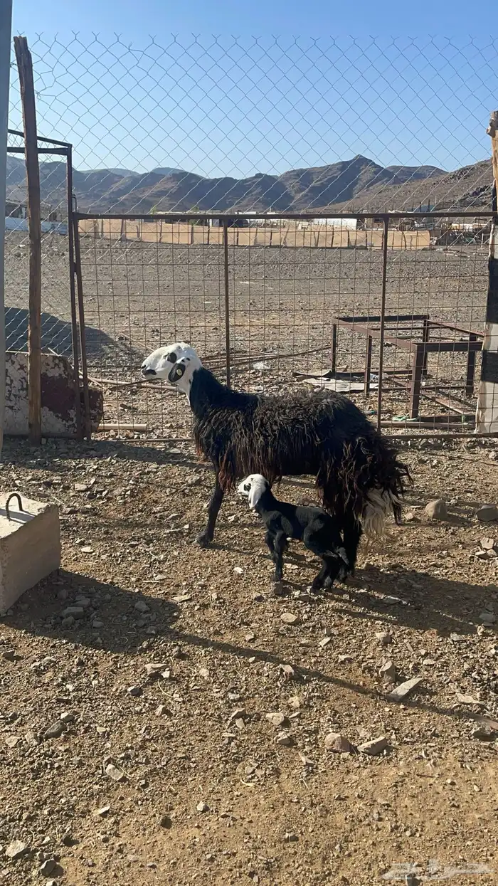 نعجه نجديه تحتها رخل(تم البيع) 0