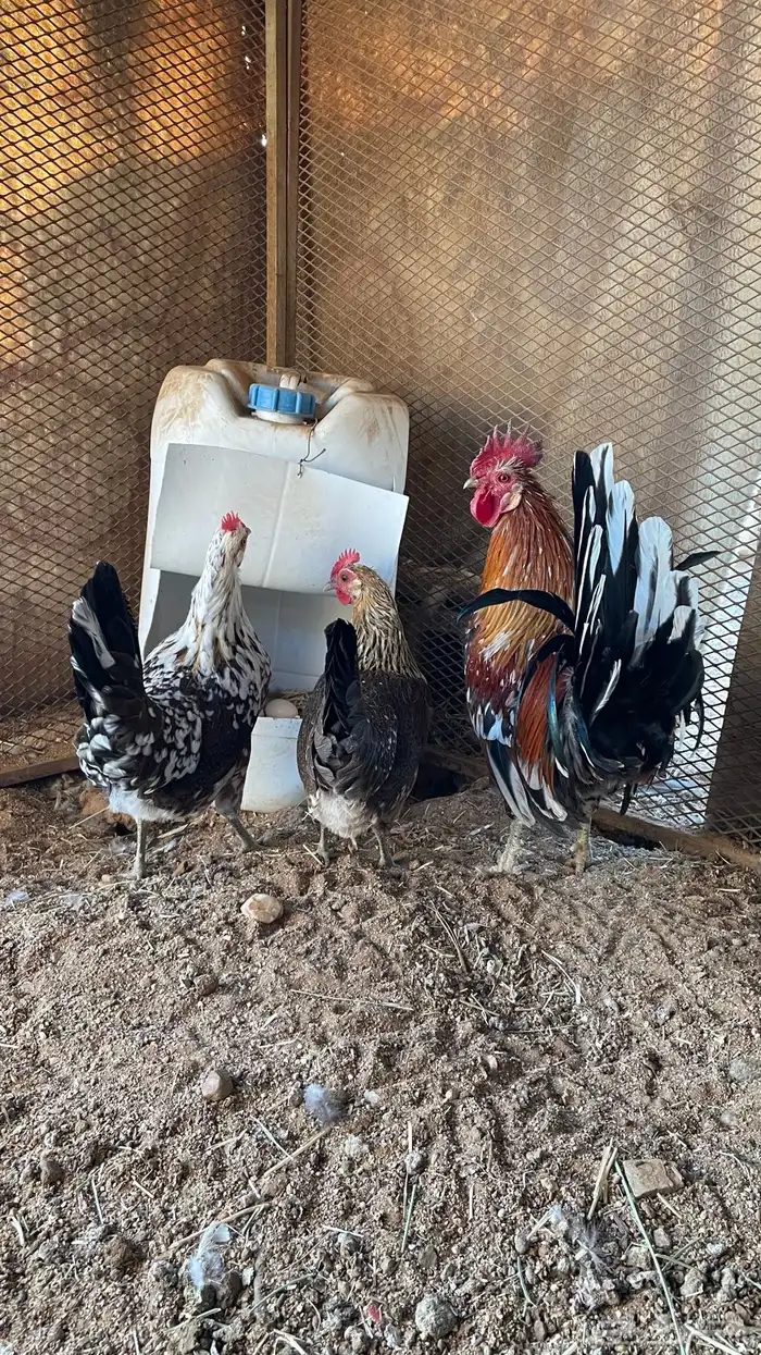 دجاج ماكنتوش دم صافي سلاله صافيه 0