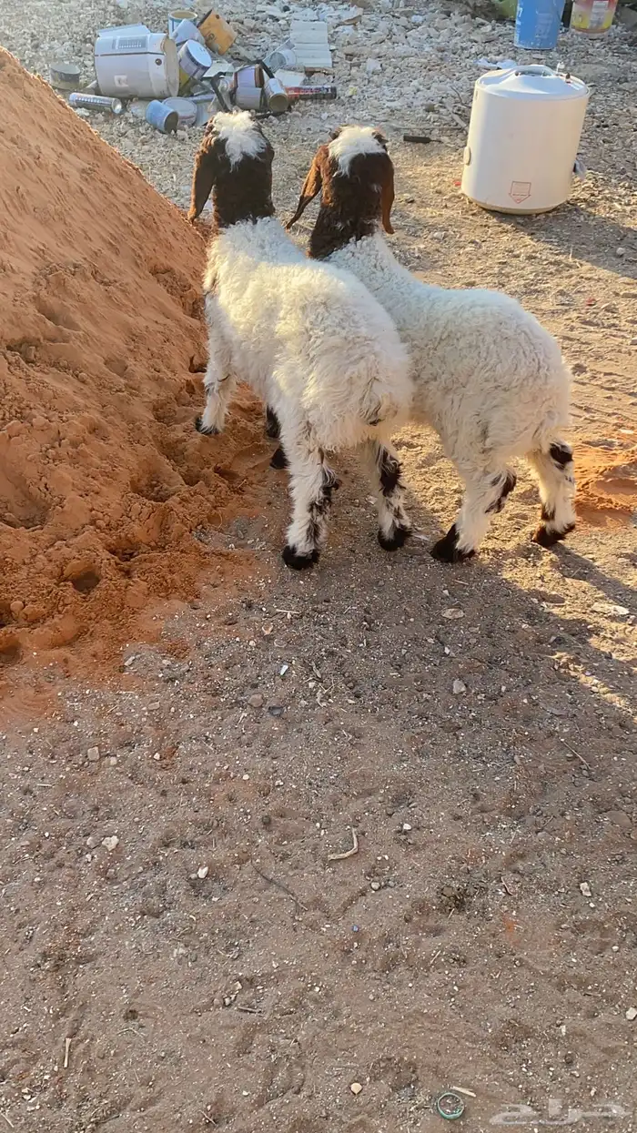 خروفين نعيم 1