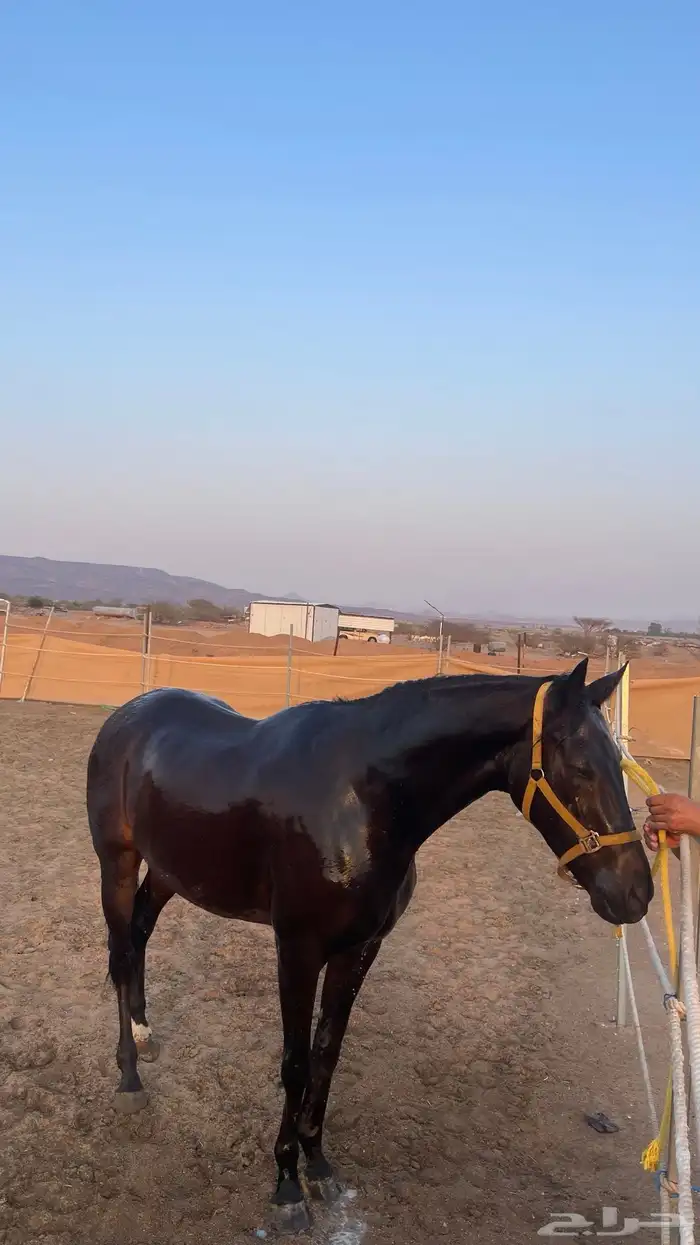 حصان انقليزي للبيع هادي 0