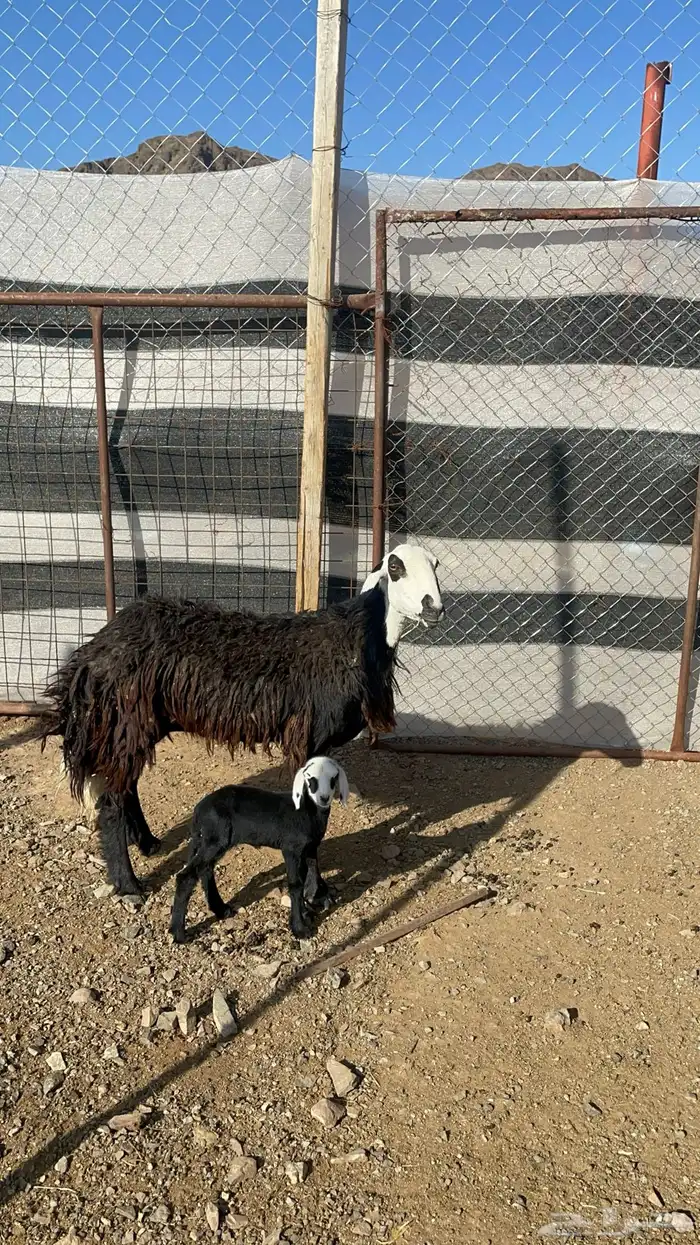 نعجه نجديه تحتها رخل(تم البيع) 4