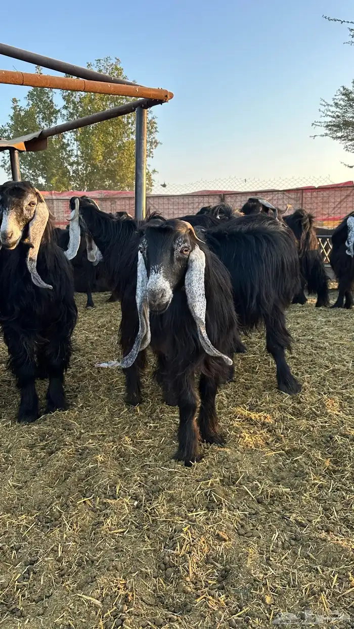 للبيع معزاء عوارض 5