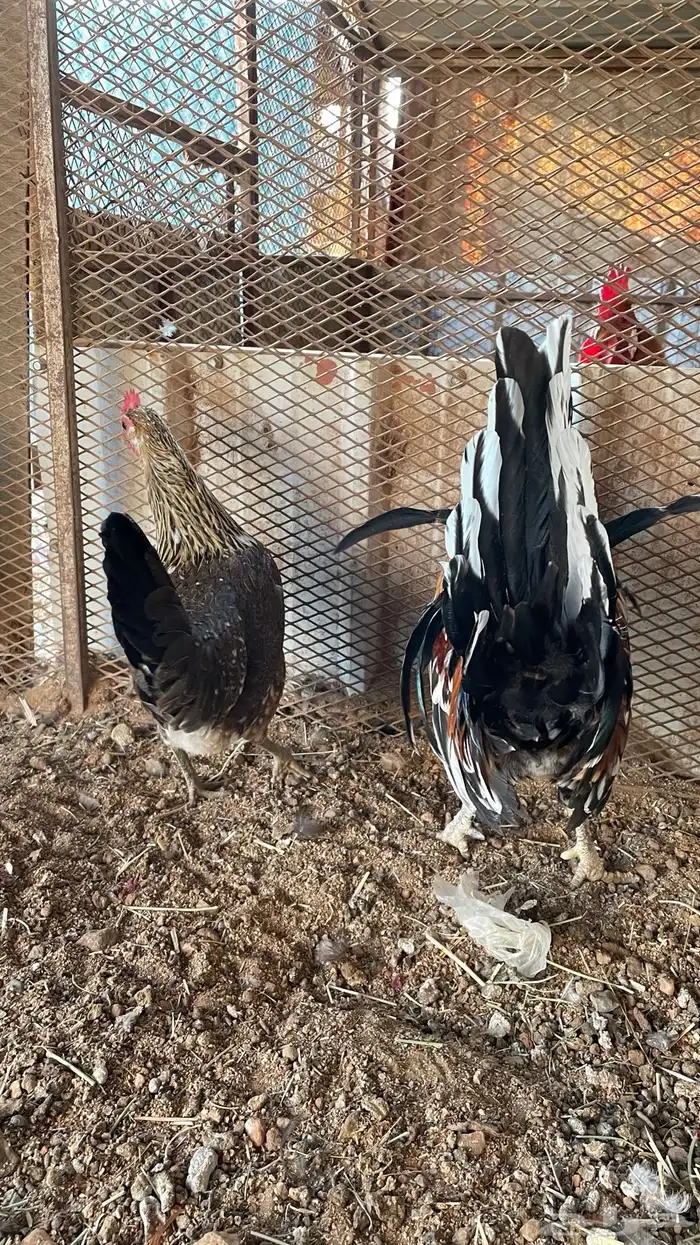 دجاج ماكنتوش دم صافي سلاله صافيه 5