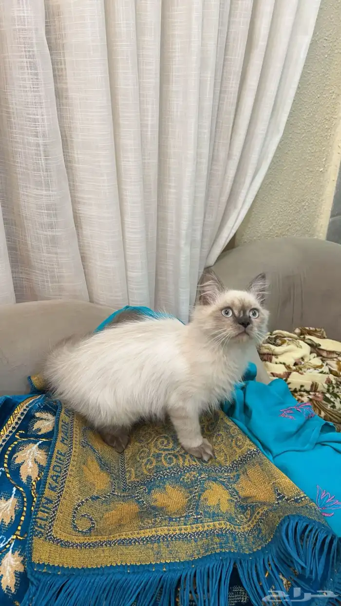 بسه هملايا للبيع 1