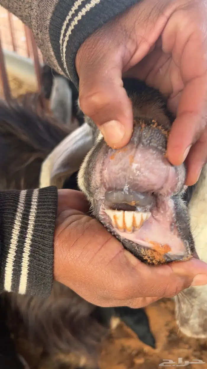 معزا خلفات عدد 2 تحتهن 4 2