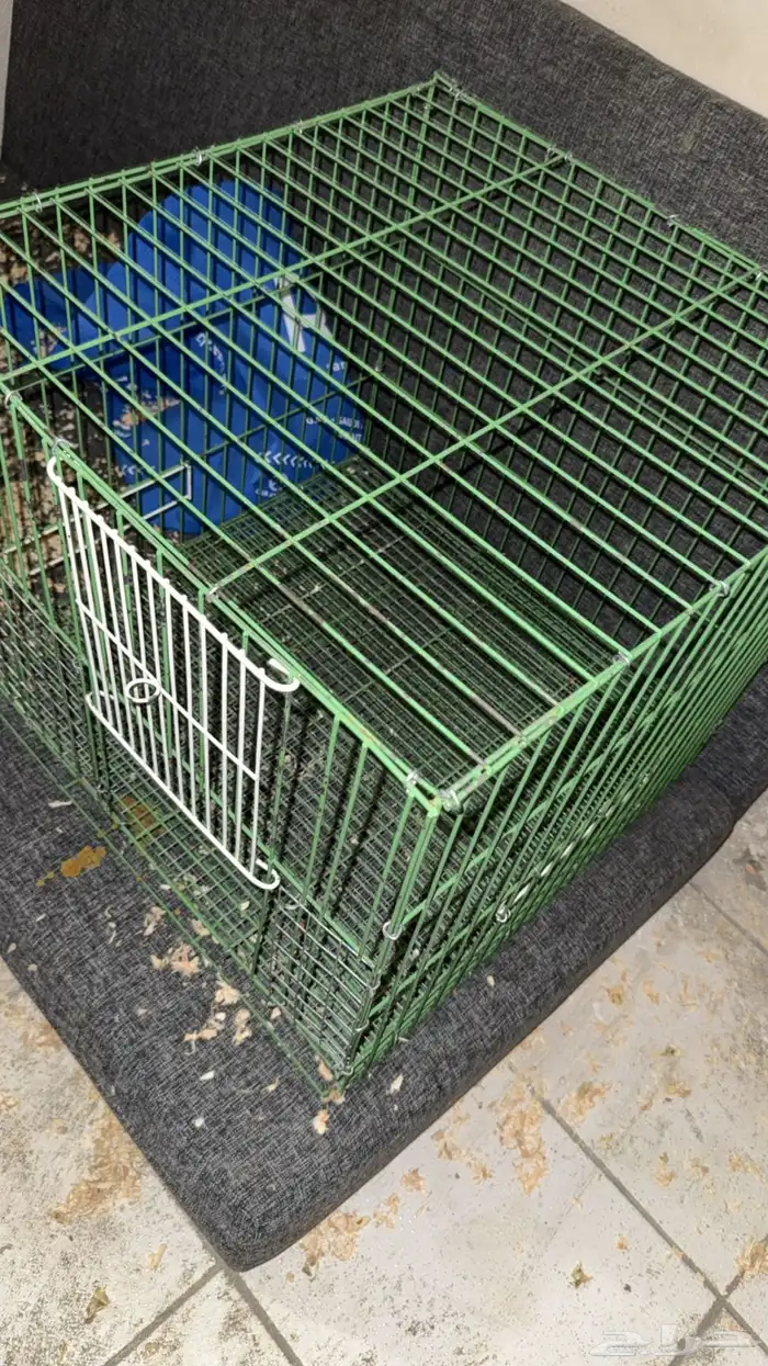 كاسكو فرخ للبيع 0