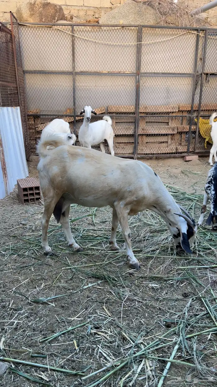 للبيع معزا بيشيات صنف 0