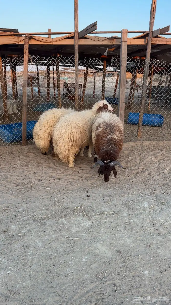 خرفان نعيم 0