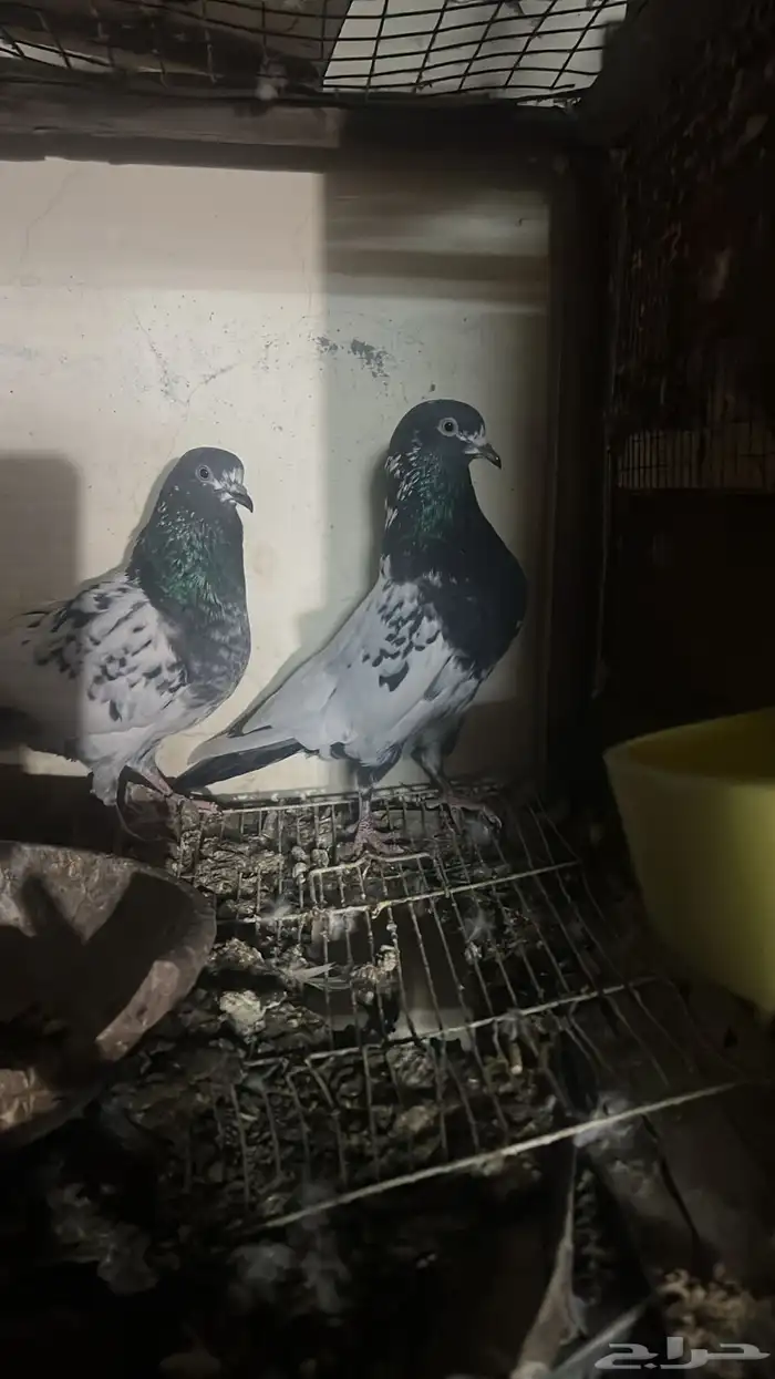 حمام باكستاني 1