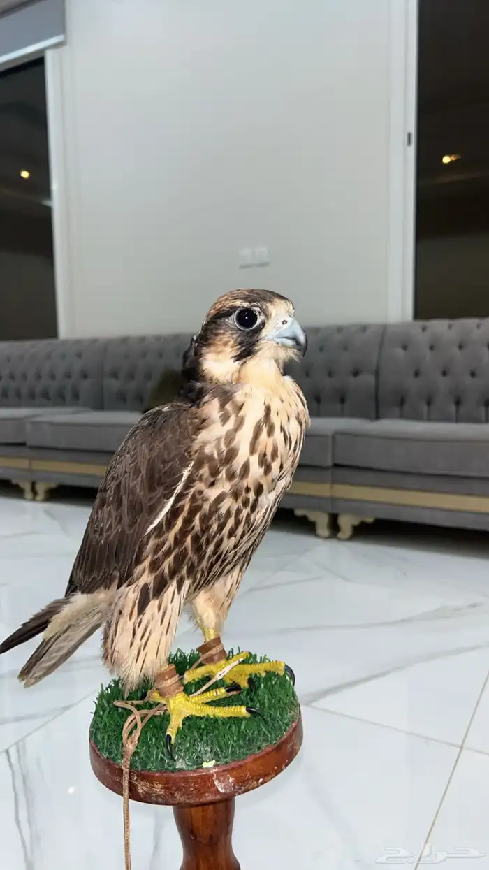 وكري طوح السودان وحش طبعه طيب السوم2700 0