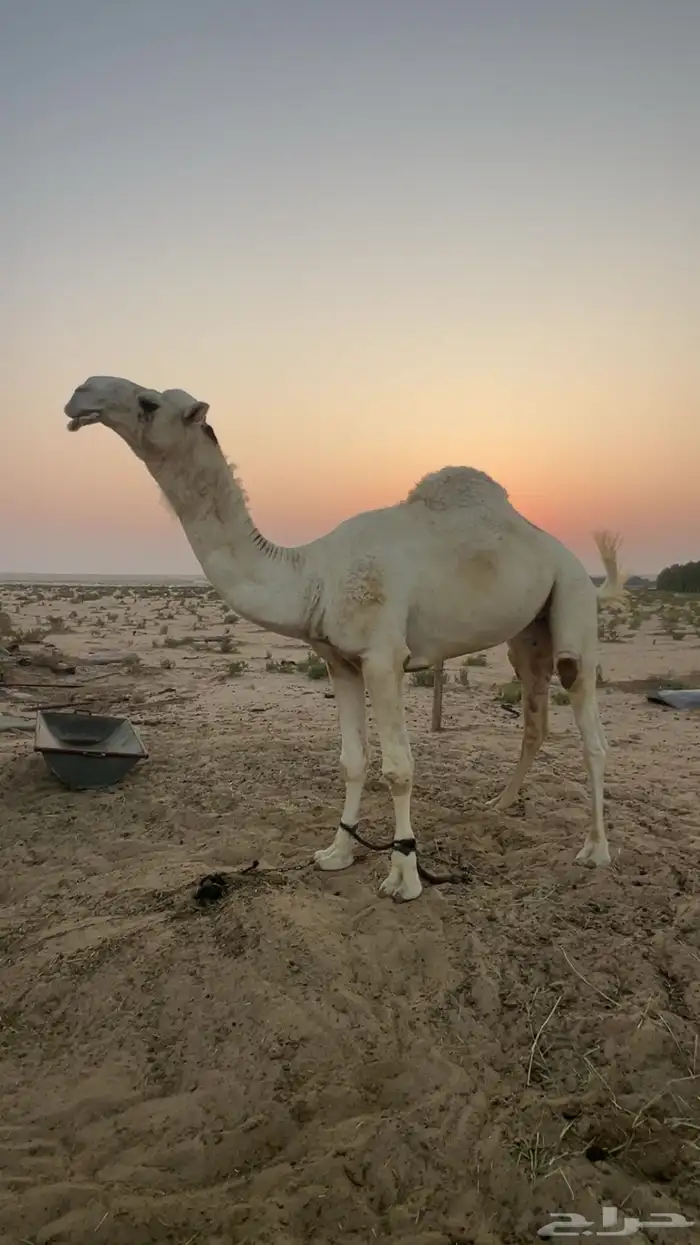 بعير اوضح كحيلاني طيب فحل 1