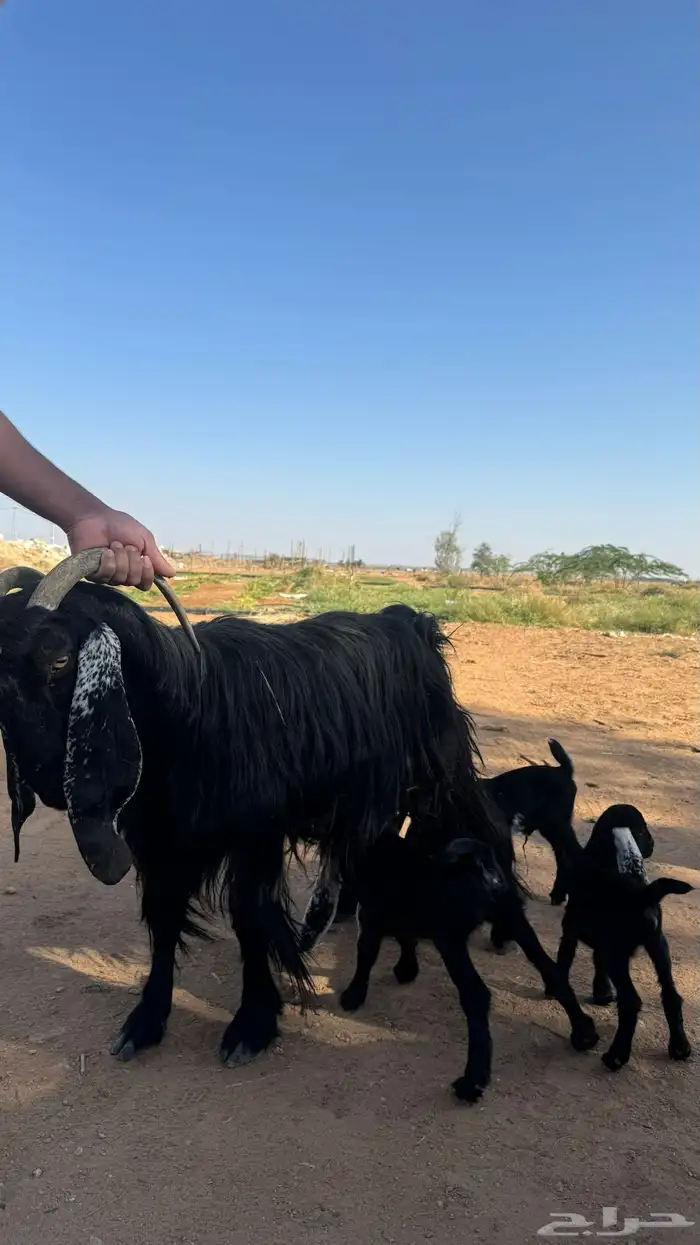 عنز والد معها ثلاث جفار روم وسلم شرط 1