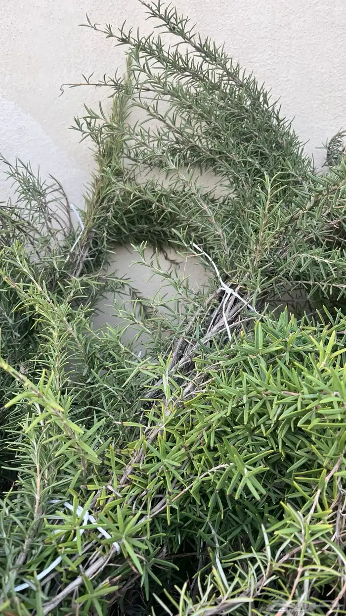 اكليل الجبل 3