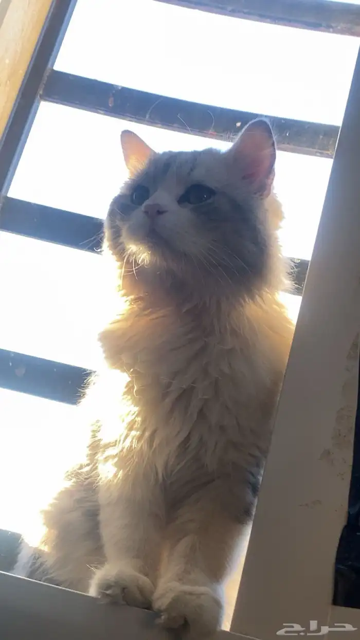 قط ذكر مفقود حي الشفا 0