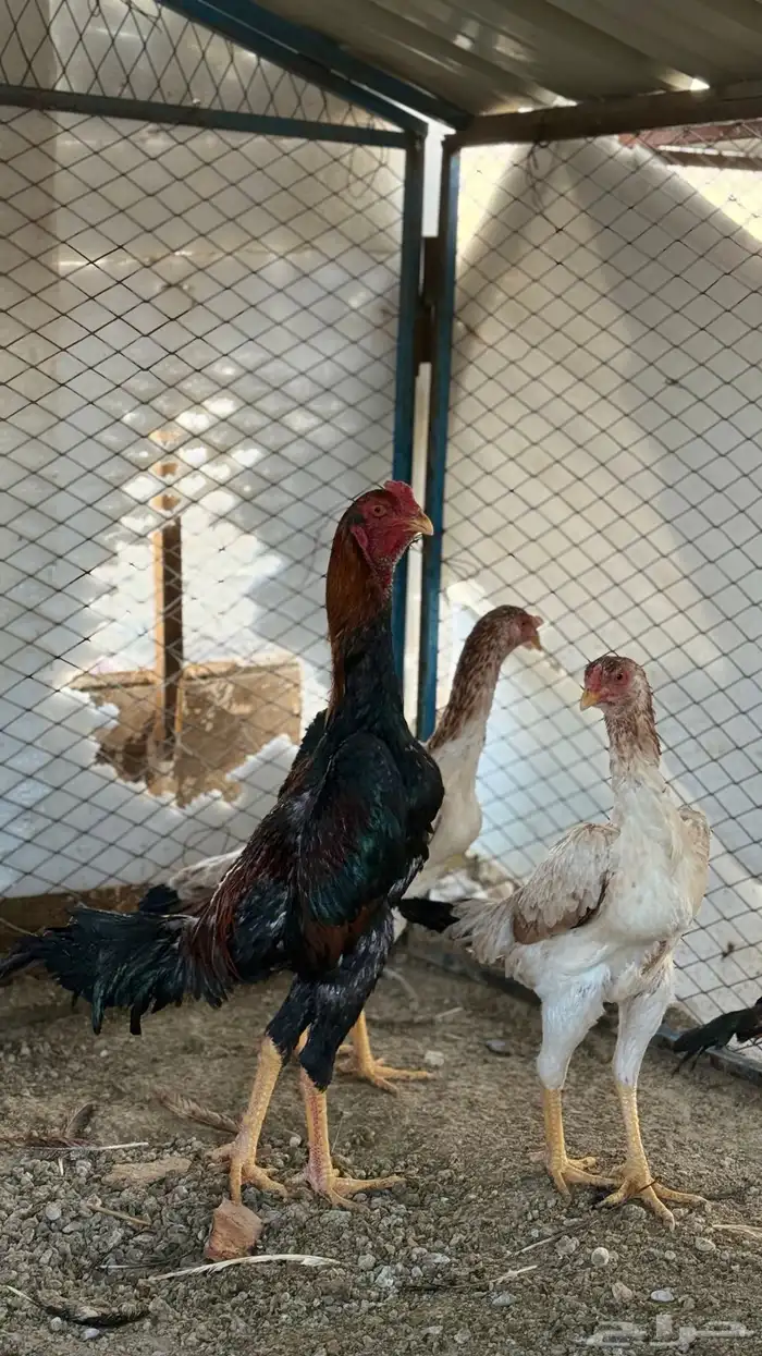 دجاج ياباني 0