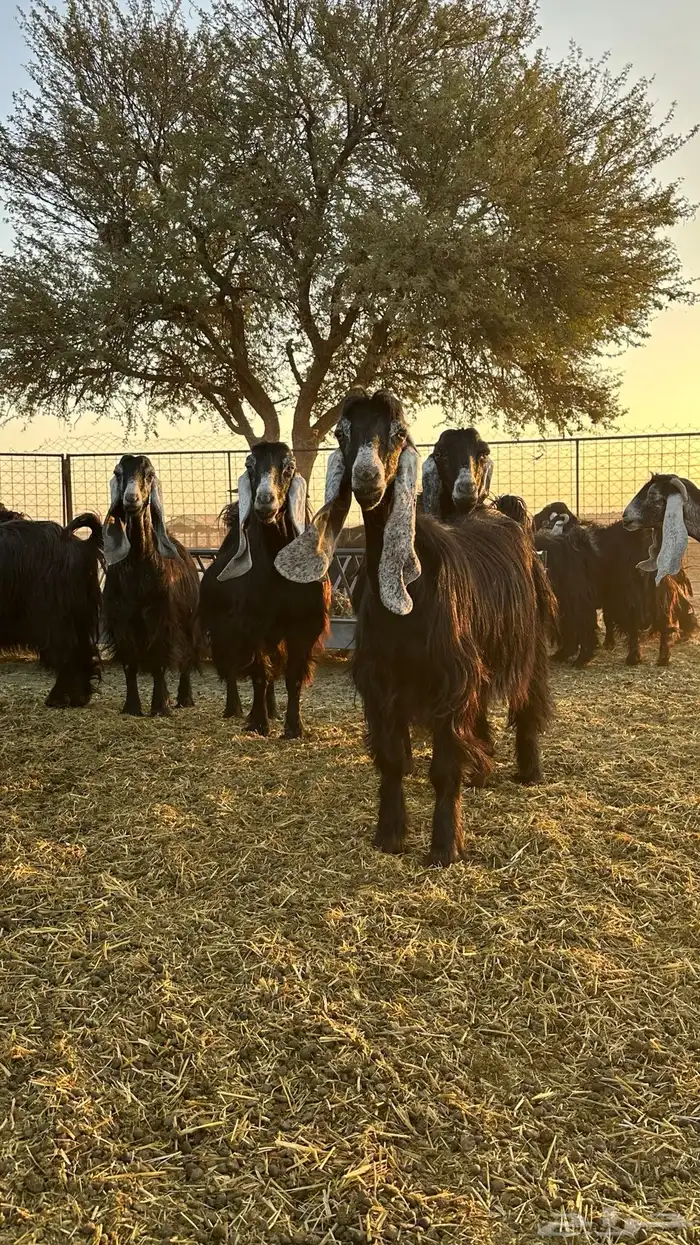 للبيع معزاء عوارض 0