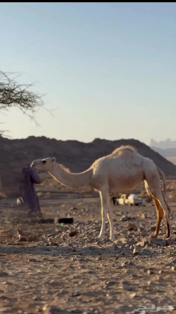 بكره للبيع 0