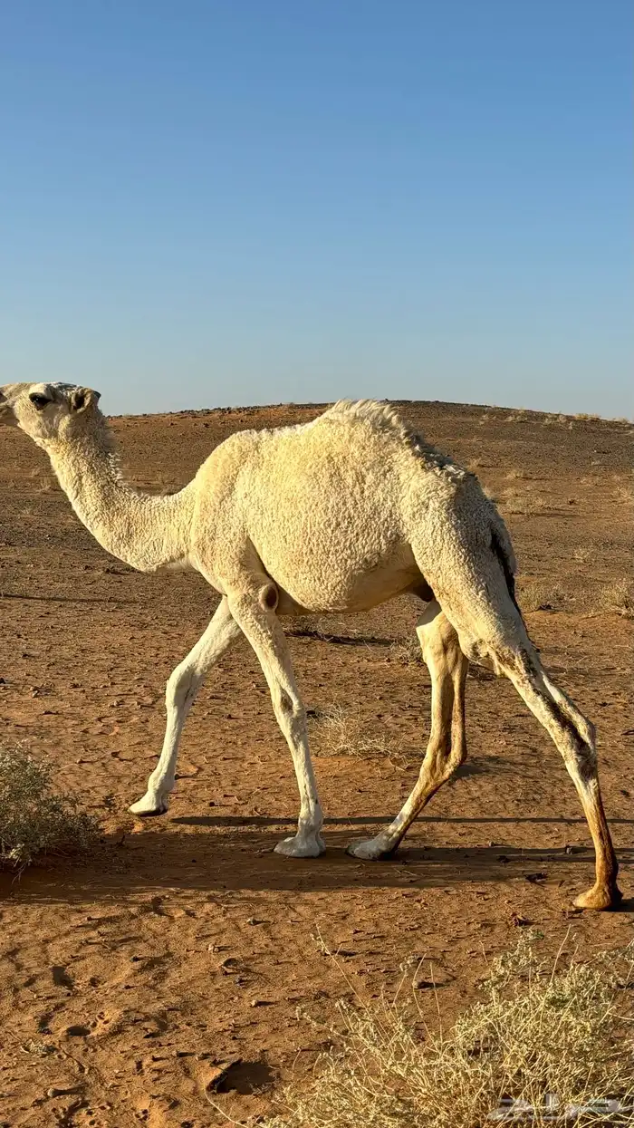 حاشي العمر 10 شهر 1