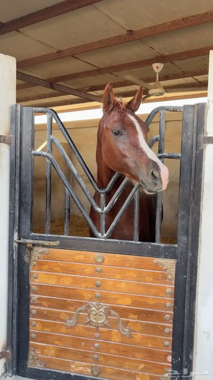 خيل عربي للبيع 0