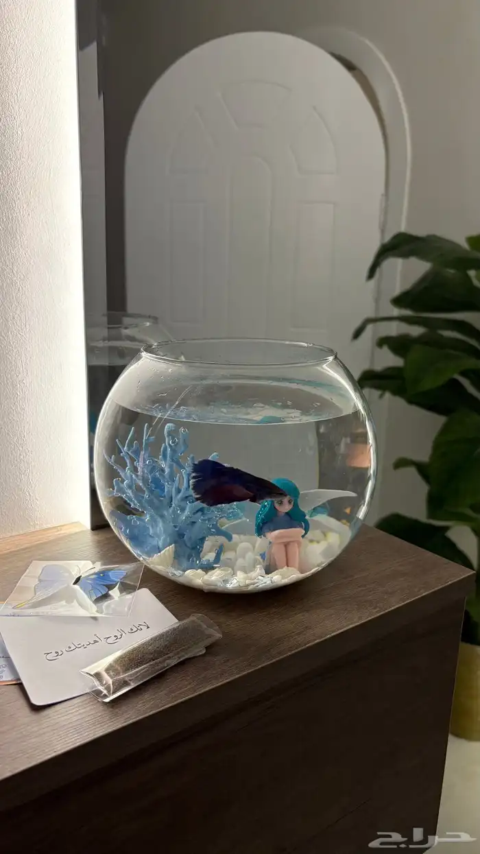 سمكه ماتقعد مع احد لازم لحالها 0