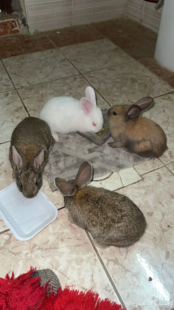 ارانب فلاندر 2